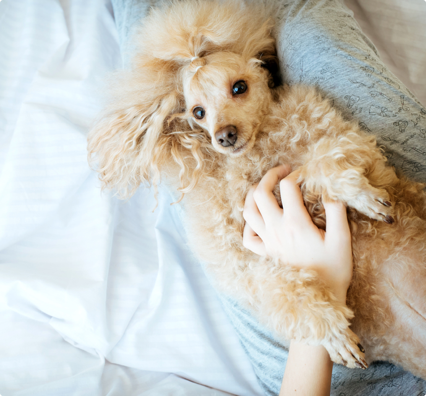 house sitter loving touch